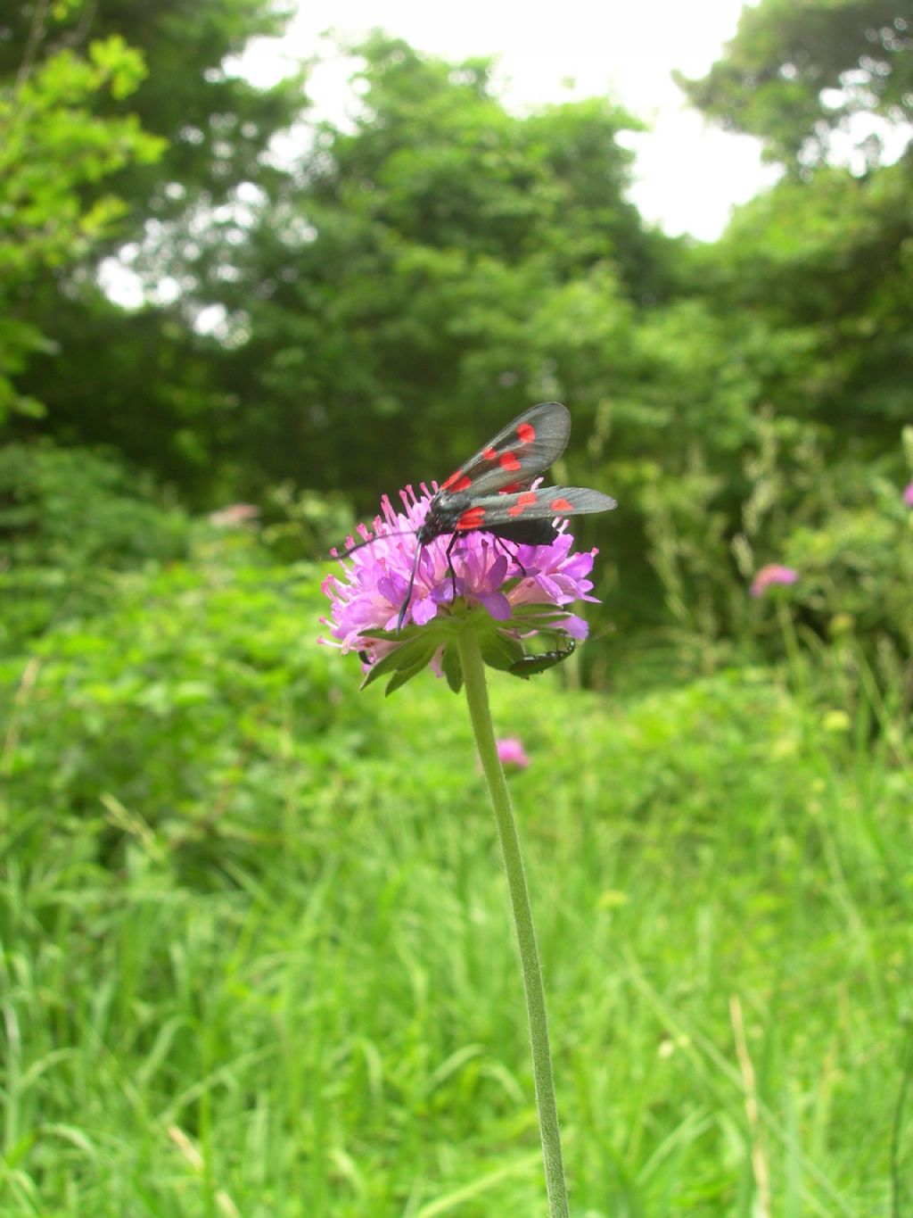 Zygaena da id.